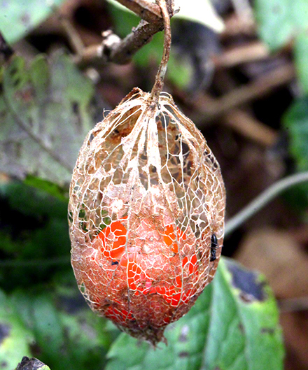 Physalis