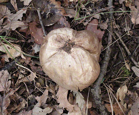 Bovist,geschlossen