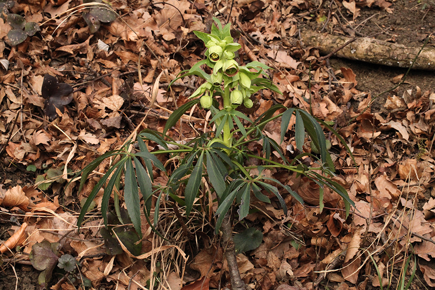 nieswurz, helleborus foetidus