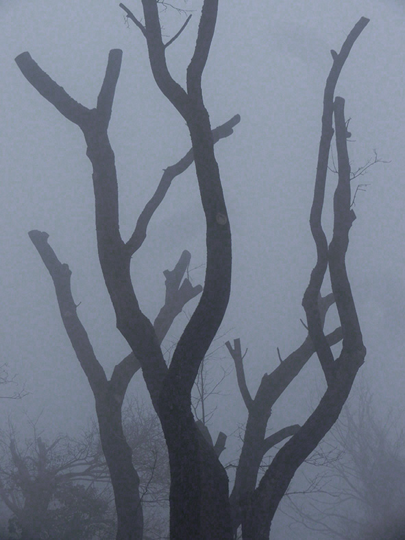 Bäume im Nebel