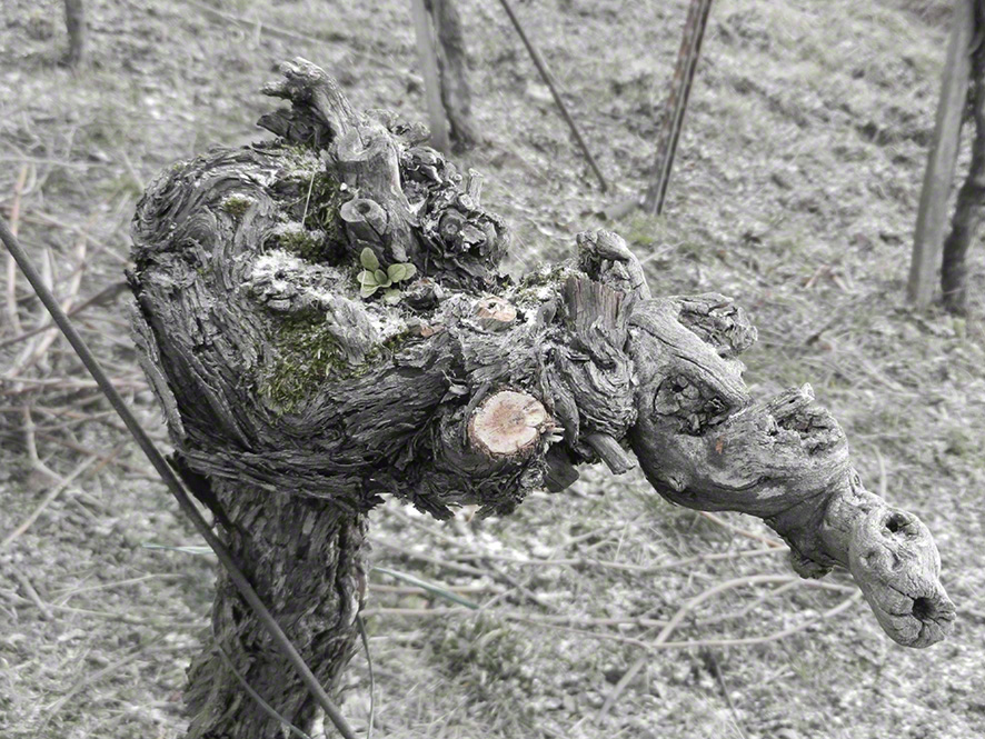 Neustift Weinrebe