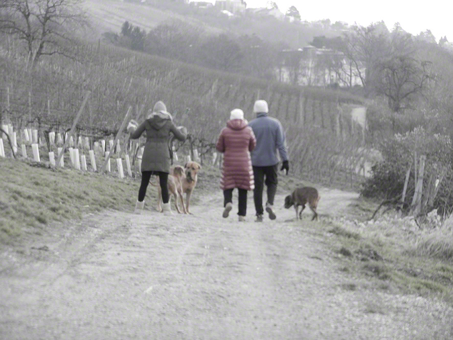 Salmannsdorf, Hunde