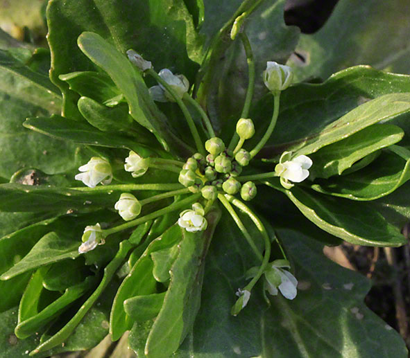 Weiße Blume