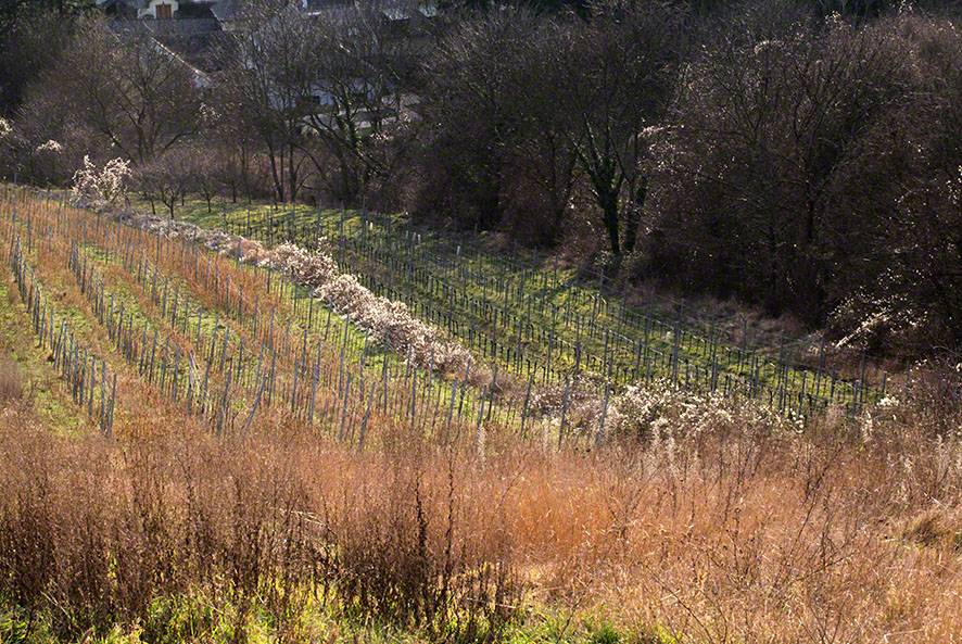 sievering weingarten