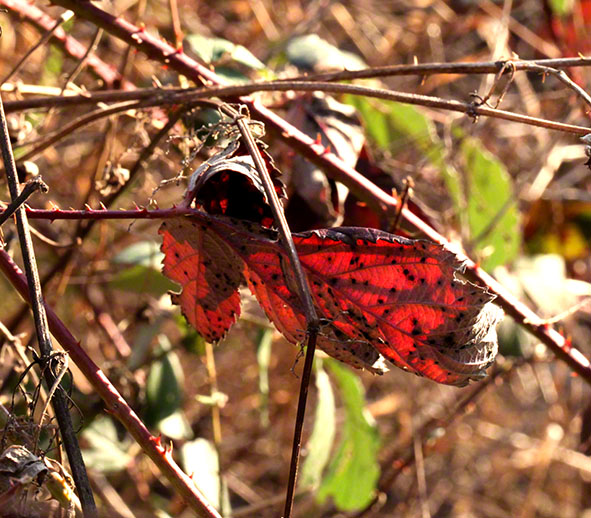 Rotes Blatt