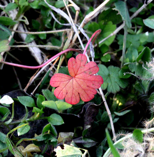 Rosa Blatt