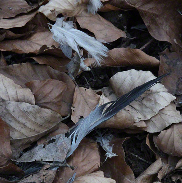 Vogelfedern