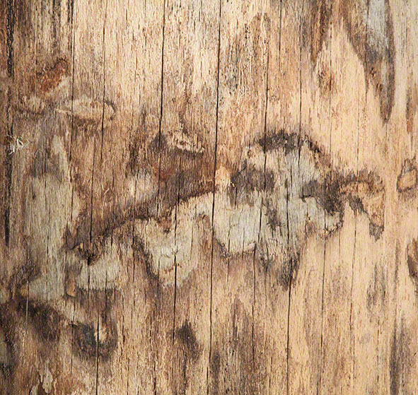 Holzmuster