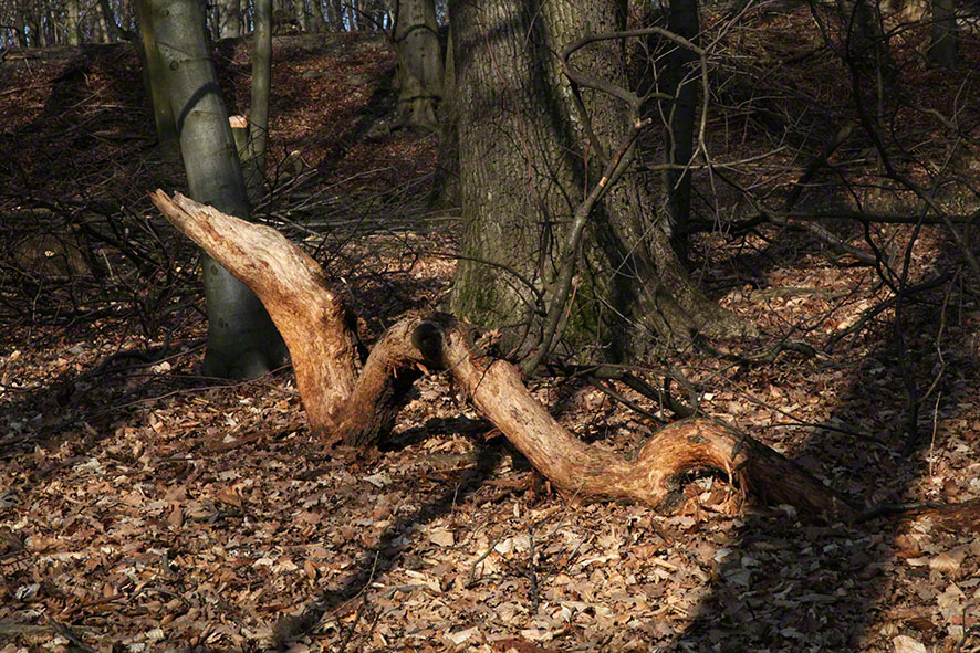 Holzschlange