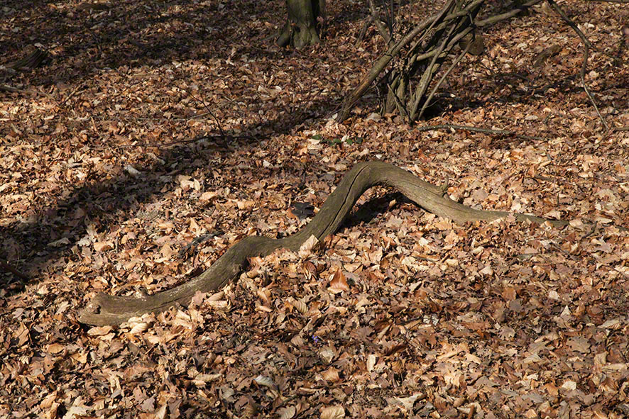 Holzschlange