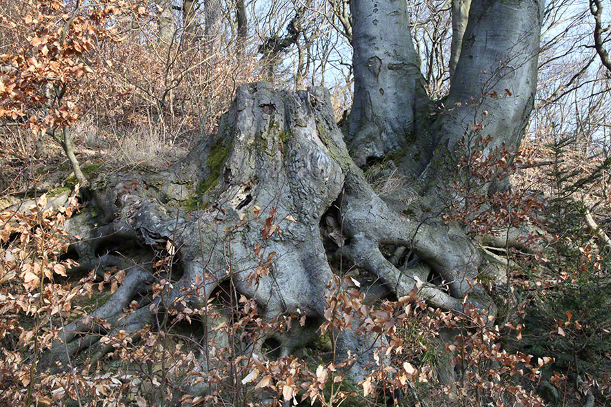 Holzschlange