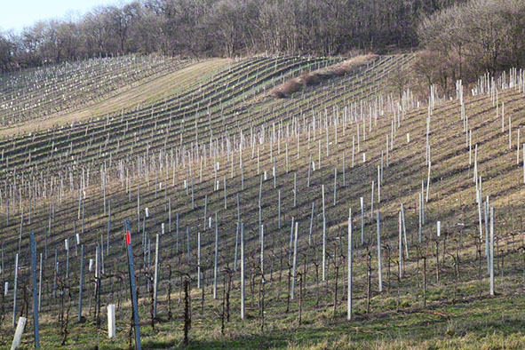 Weingarten