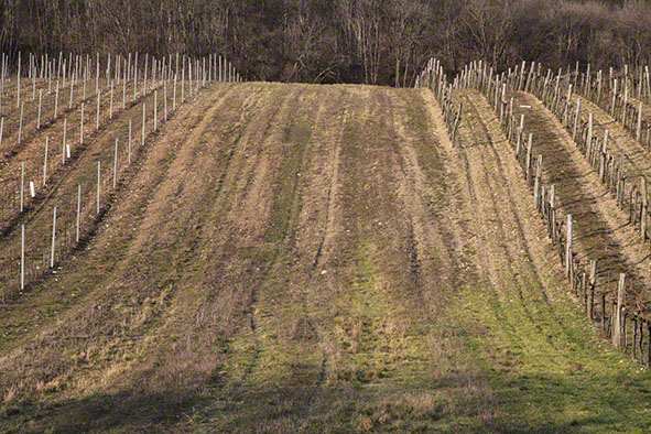 Weingarten