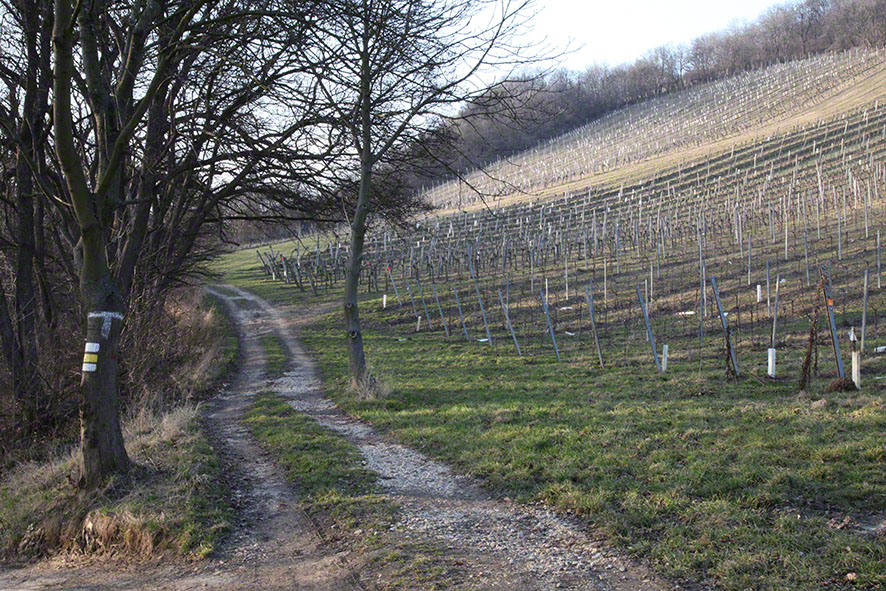 Weingärten