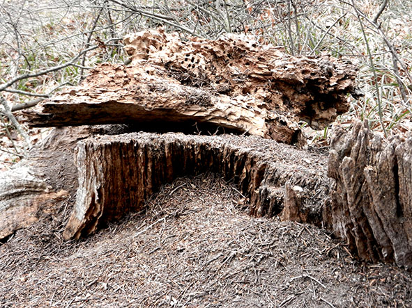Wienerwald, Ameisenhaufen