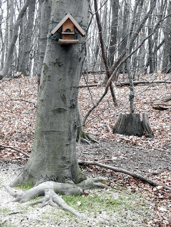 Wienerwald, Vogelfütterung