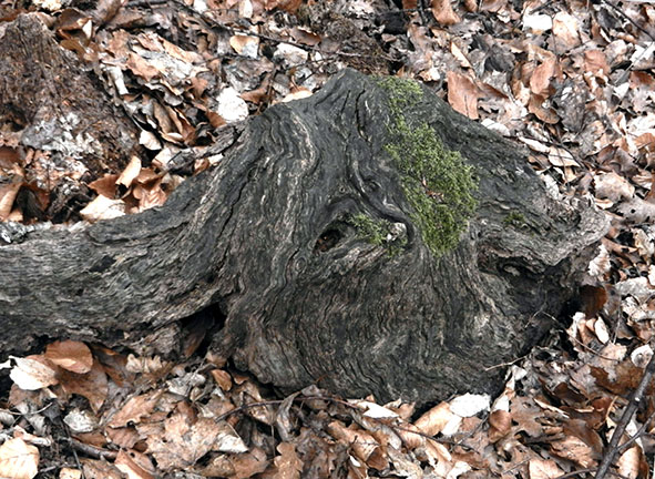 Wienerwald, Baumgesicht