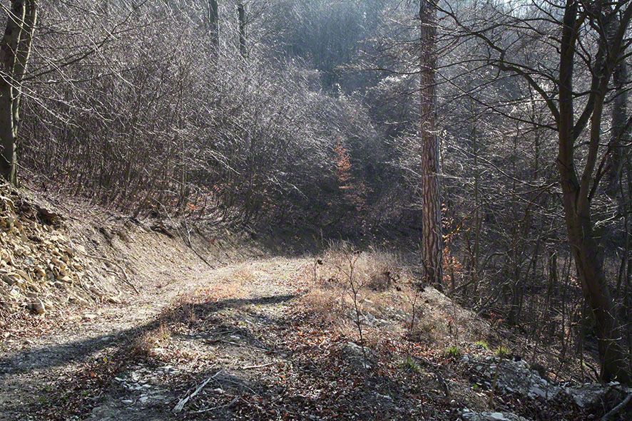 Wienerwald