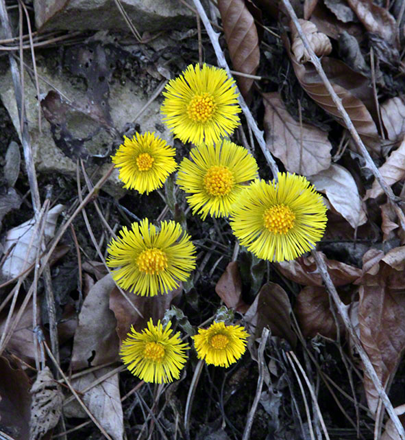 Wienerwald, Huflattich