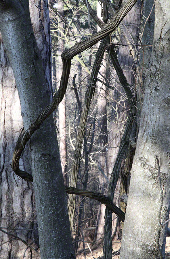 Wienerwald, Lianen
