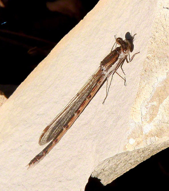 Libelle auf Stein