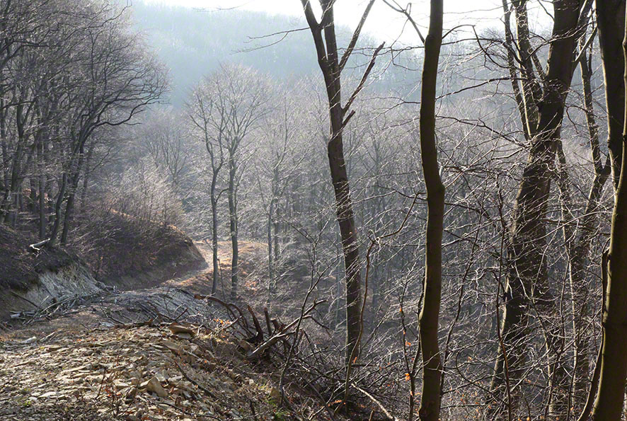 Wienerwald