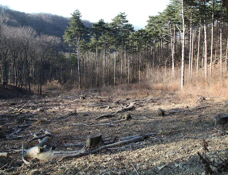 Wienerwald