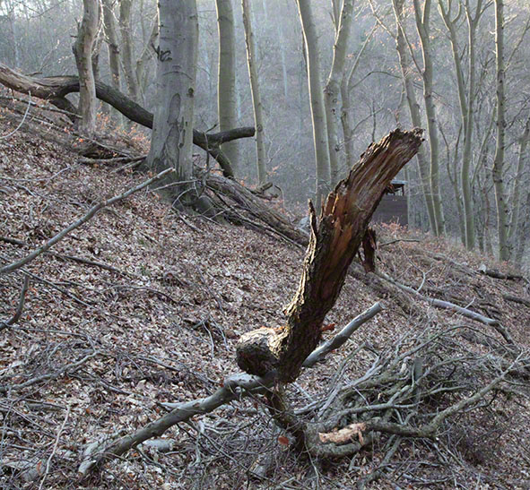 Wienerwald