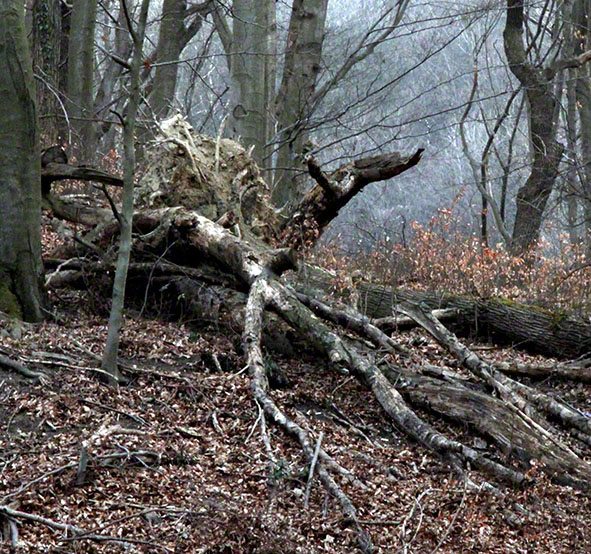 Wienerwald