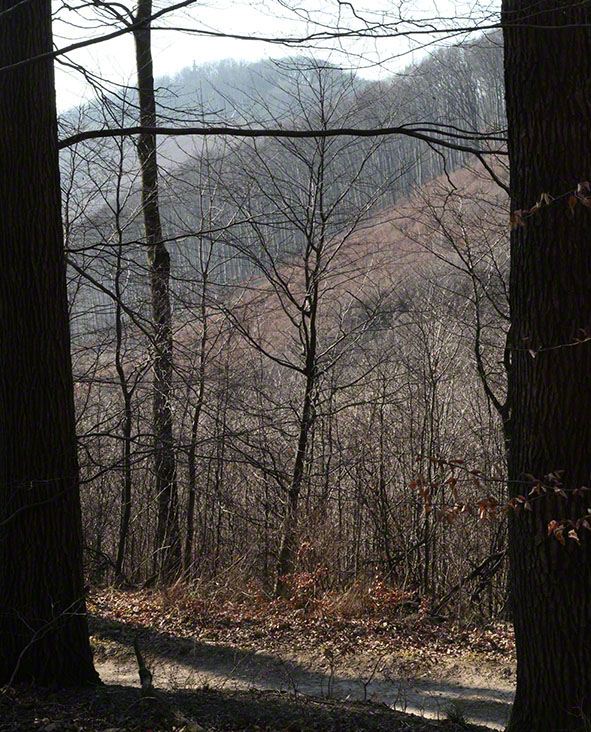 Wienerwald