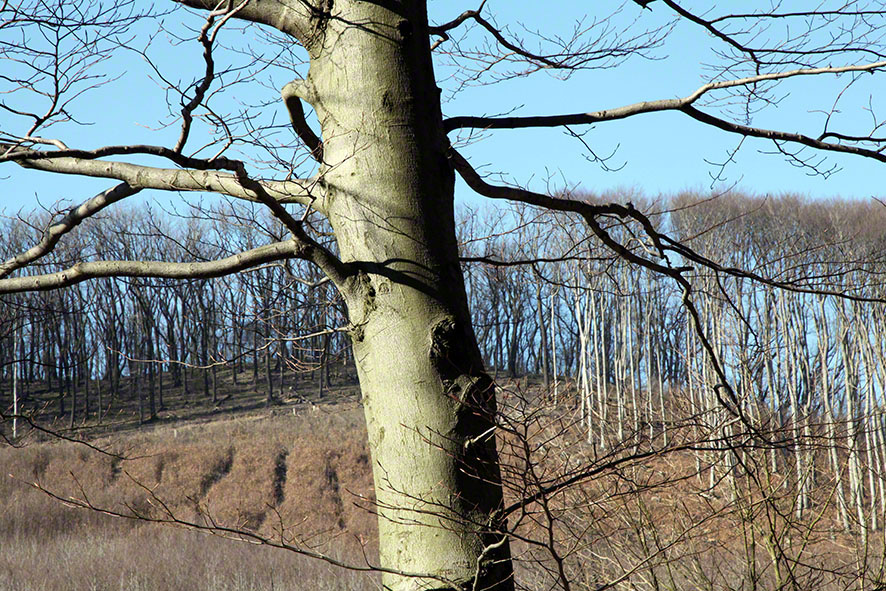 Wienerwald