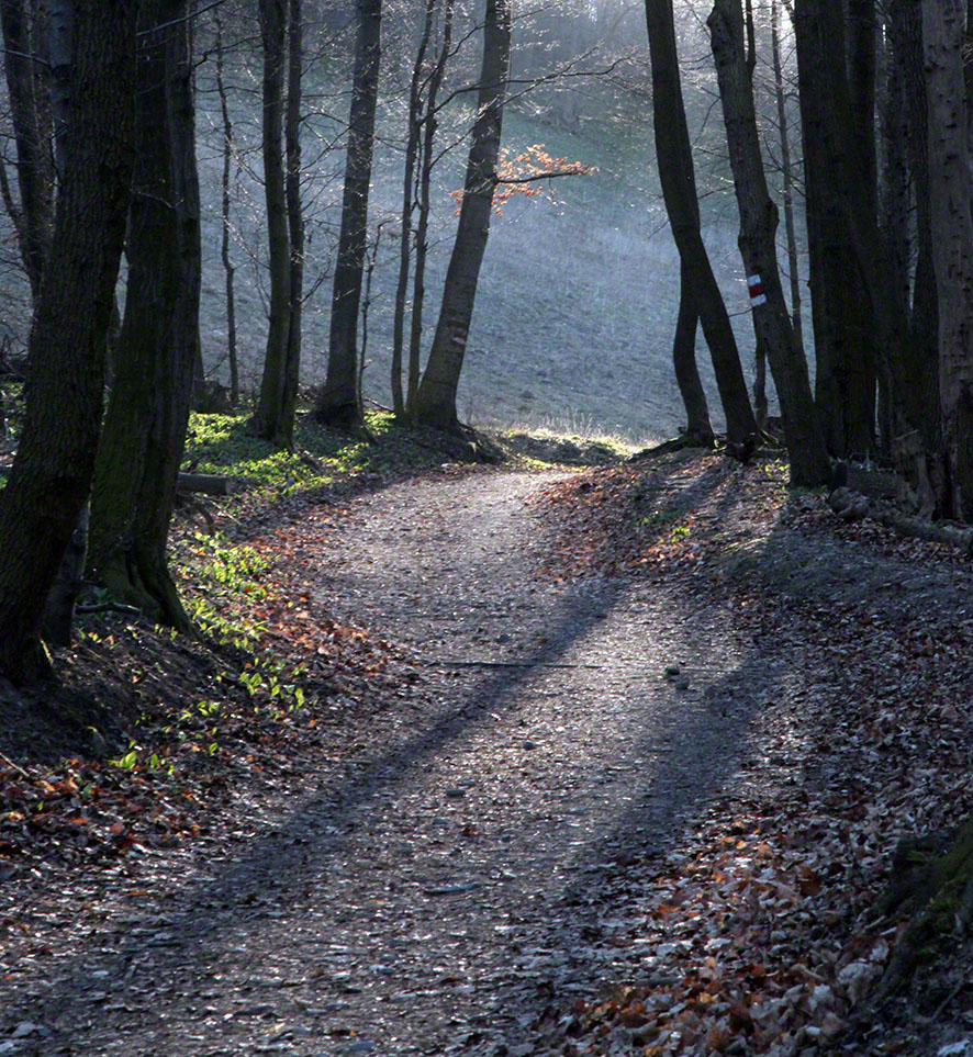 Wienerwald