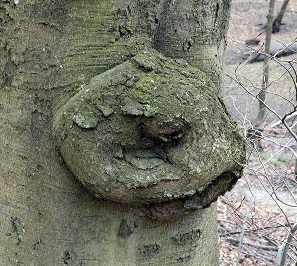 Baumgesicht