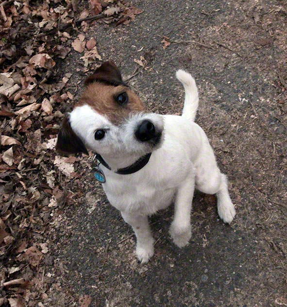 Hund Egon