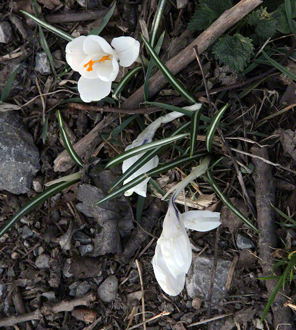 Am Himmel, weißer Krokus