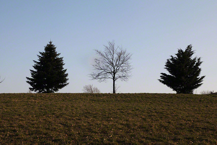 Am Himmel, drei Bäume am Horizont