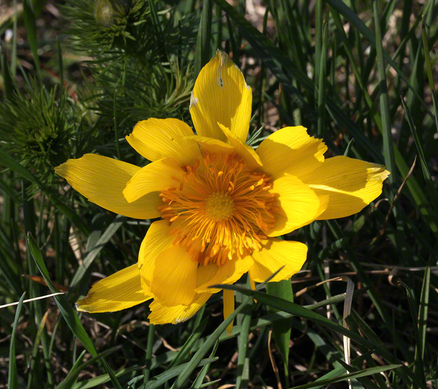 Eichkogel, Adonisröschen