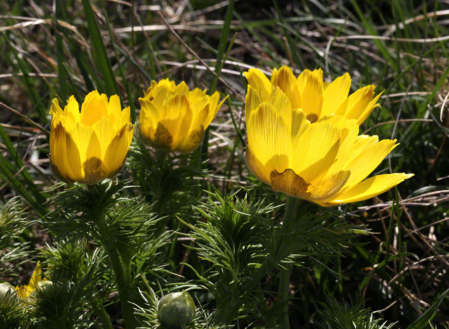 Eichkogel, Adonisröschen