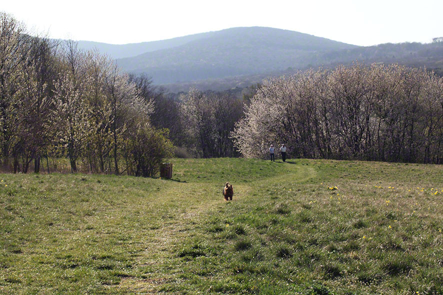Eichkogel, Hund Chico