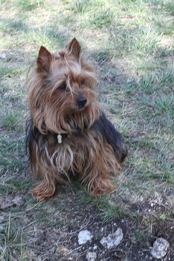 Eichkogel, Hund Chico