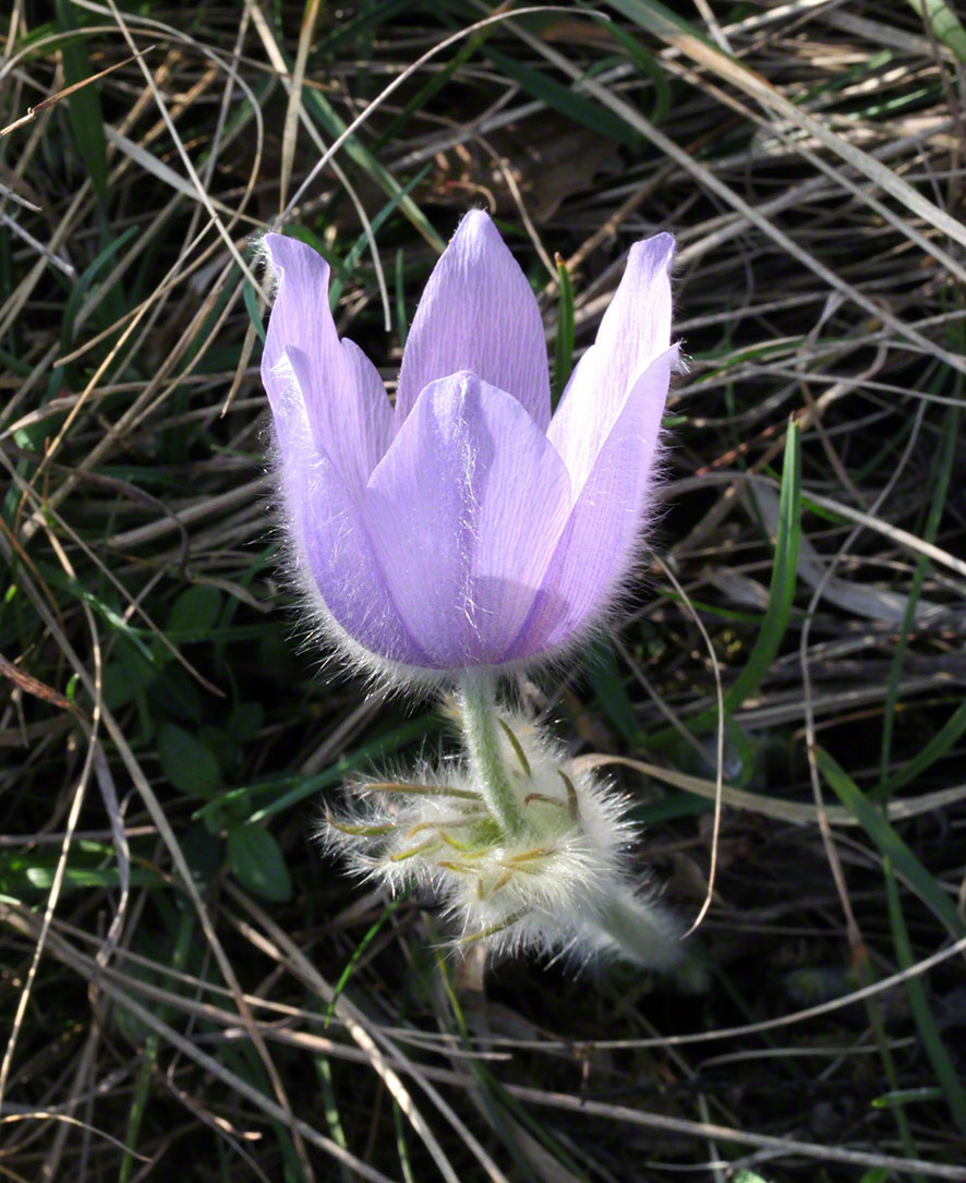Eichkogel, lila Kuhschelle, Küchenschelle