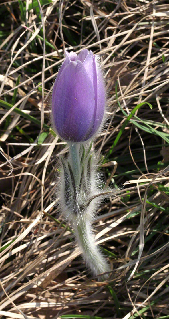 Eichkogel, lila Kuhschelle, Küchenschelle