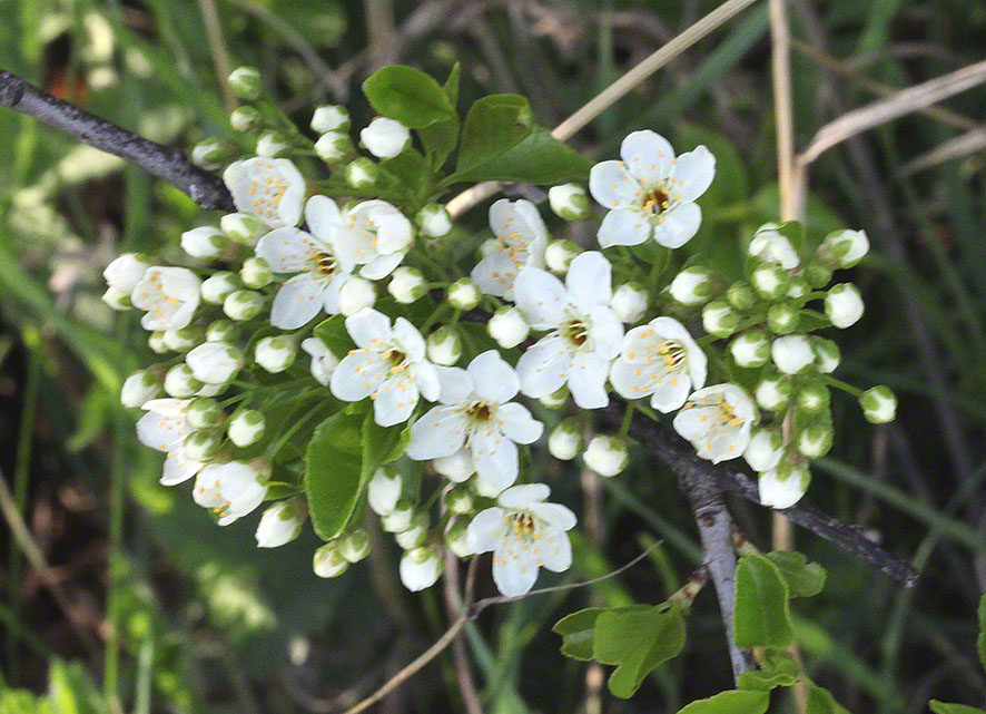 Eichkogel, Blühendeer Zweig