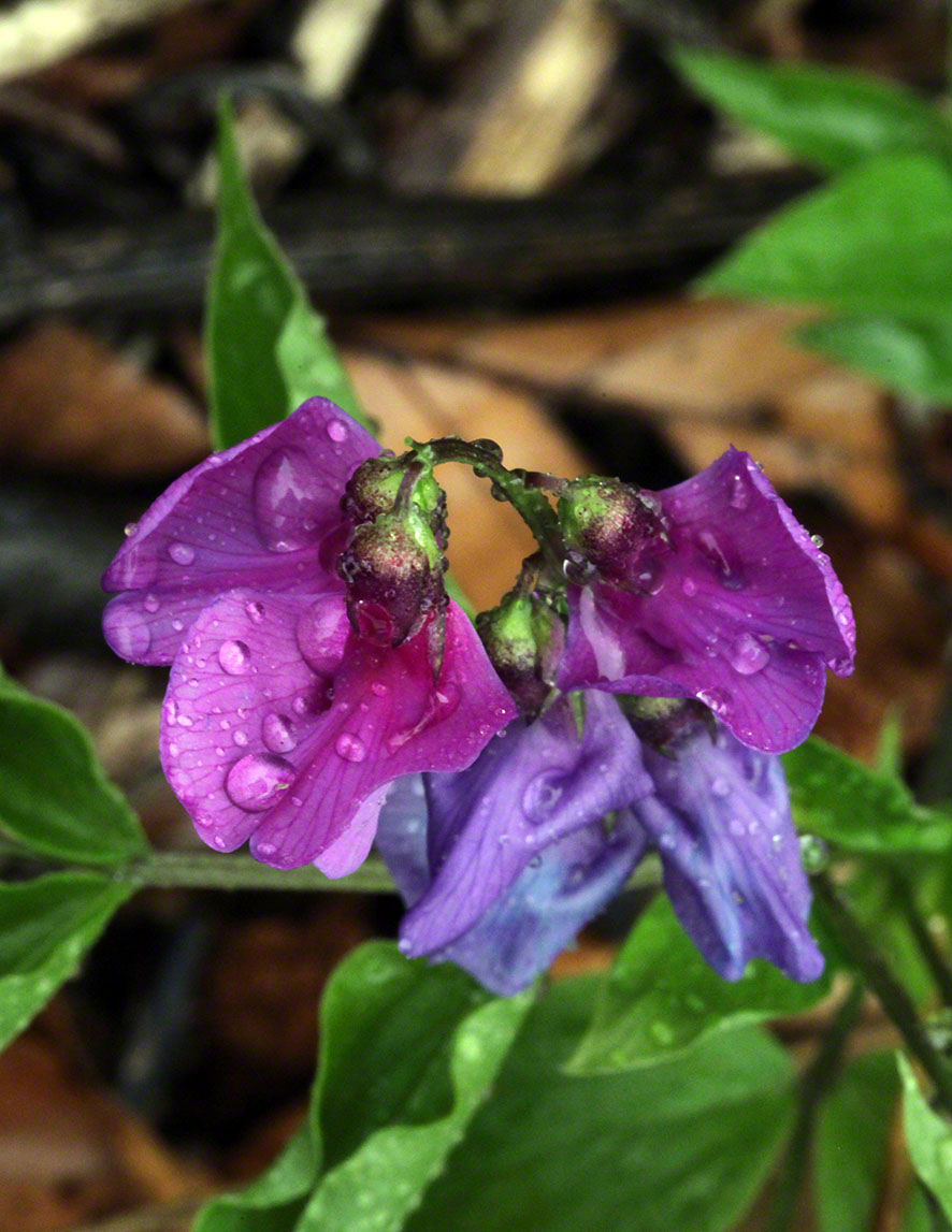 Wienerwald blaue Blume