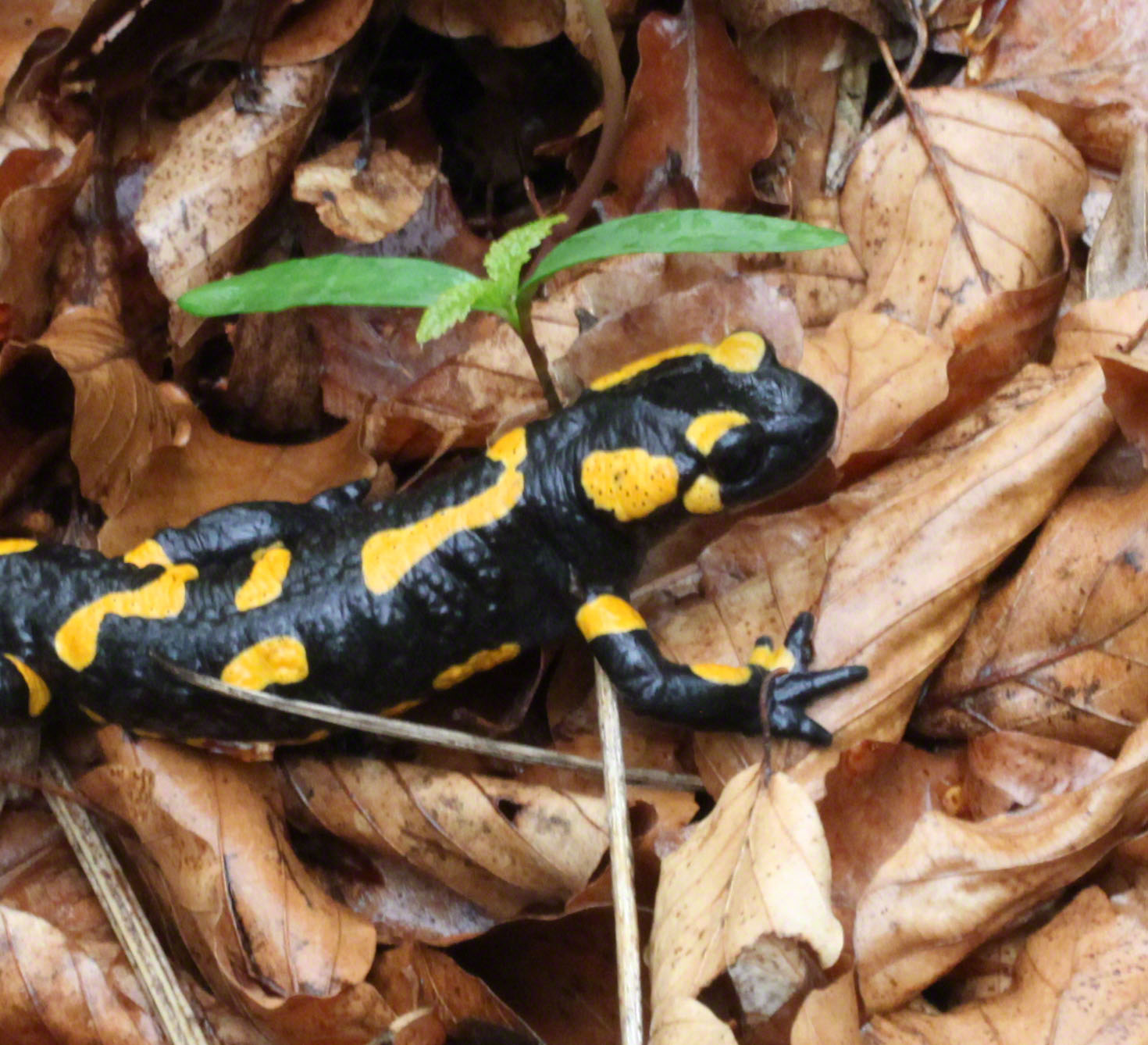 Feuersalamander