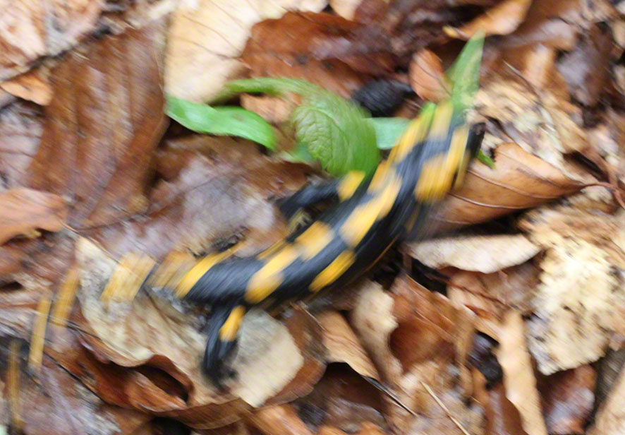 Feuersalamander