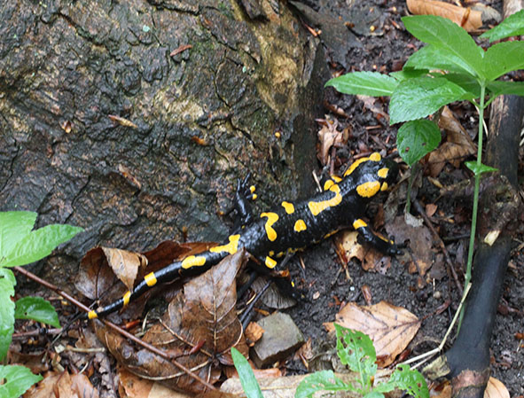 Feuersalamander
