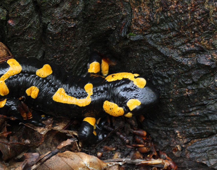 Feuersalamander