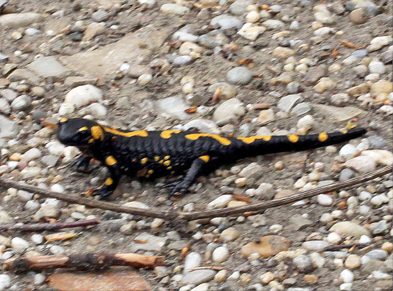 Feuersalamander