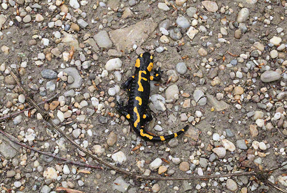 Feuersalamander